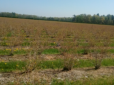 bluerry winter damage